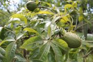 Saba Nut - Plant