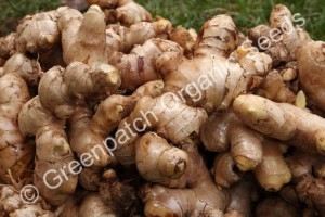 Ginger Plant/Rhizome