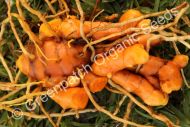 Turmeric Plant/Rhizome