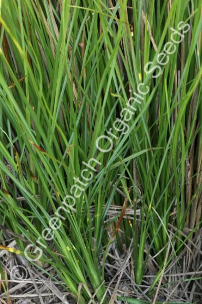 Vetiver Grass Plant