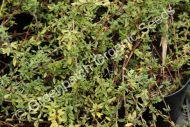 Thyme - Carraway Plant