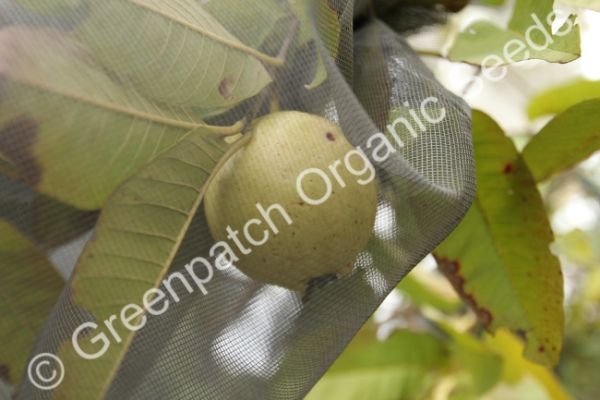 Guava - White Alahbad Plant