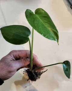 Monstera Bare Rooted Seedling