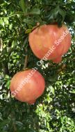 Pomegranate - Shepherds Special