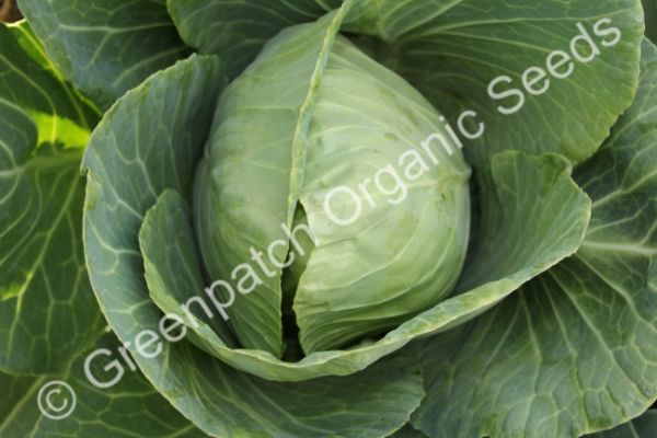 Cabbage - Golden Acre