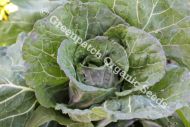 Cabbage - Savoy Vertus