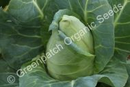 Cabbage - Sugar Loaf