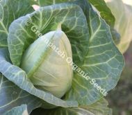 Cabbage - Conehead