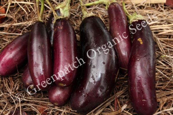 Eggplant - Long Purple