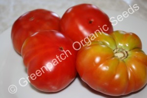 Tomato - Rouge de Marmande